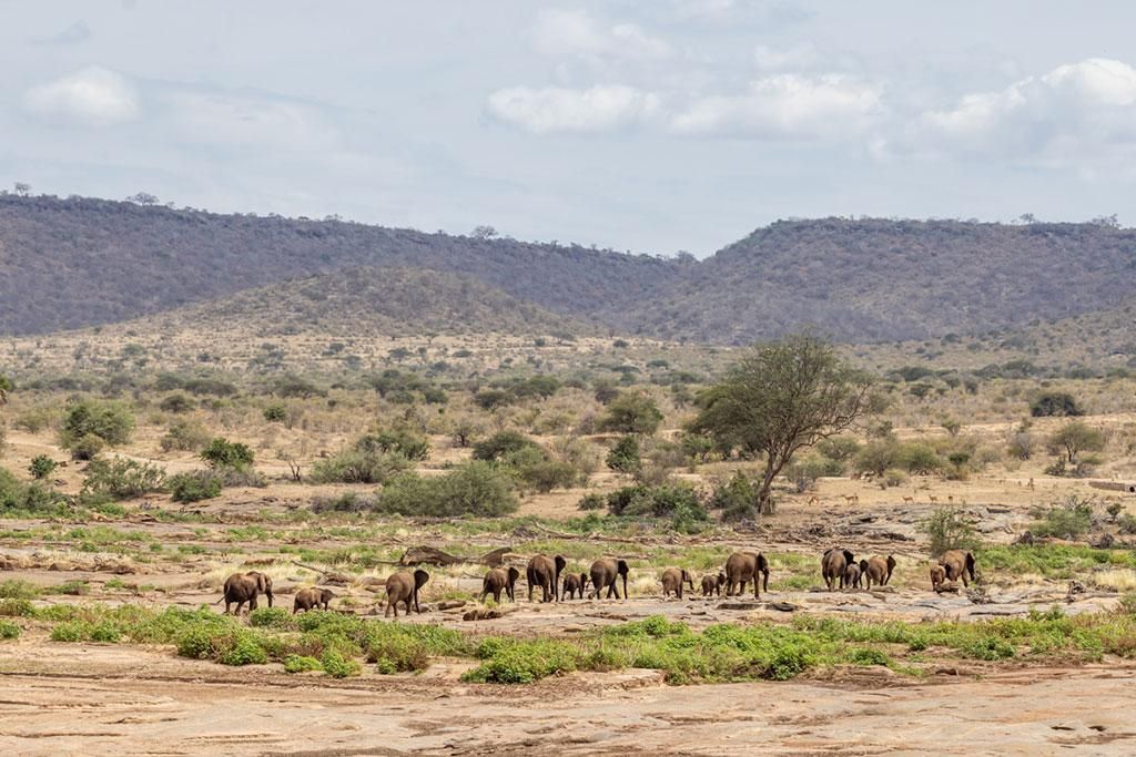 Safari Tsavo, Lac Naivasha et Amboseli 3* pas cher