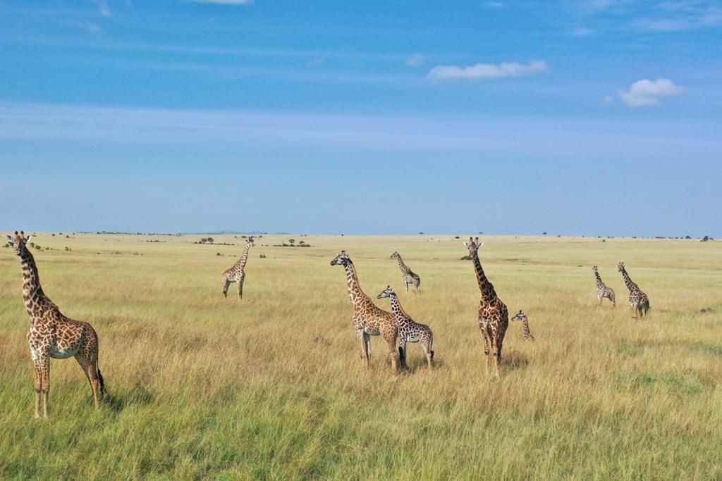 Safari Tsavo, Lac Naivasha et Amboseli 3* pas cher photo 7
