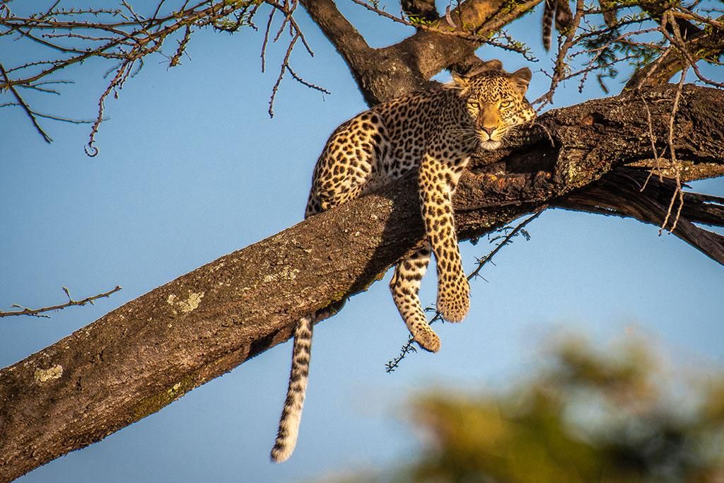 Safari Tsavo, Lac Naivasha et Amboseli 3* pas cher photo 10