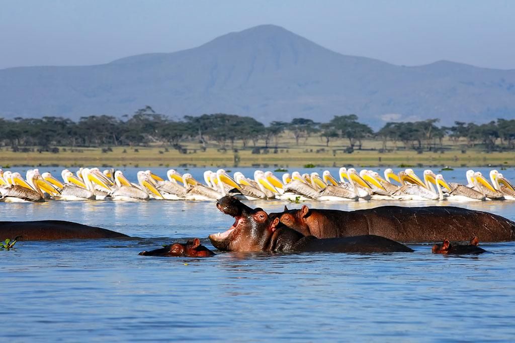 Safari Tsavo, Lac Naivasha et Amboseli 3* pas cher photo 12