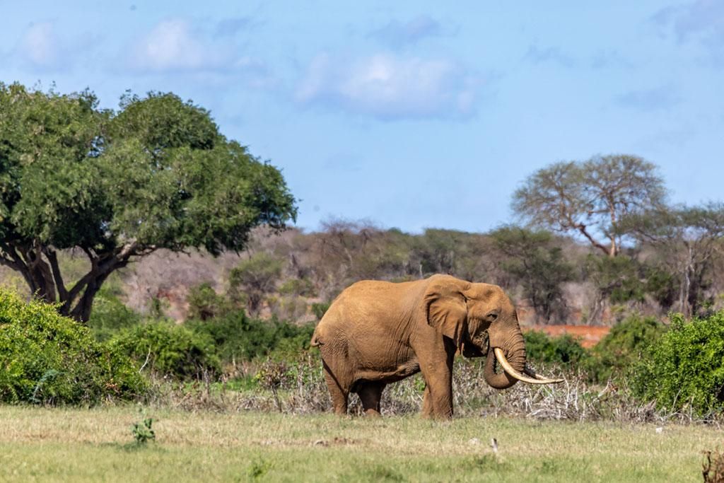 Safari Tsavo, Lac Naivasha et Amboseli 3* pas cher photo 17