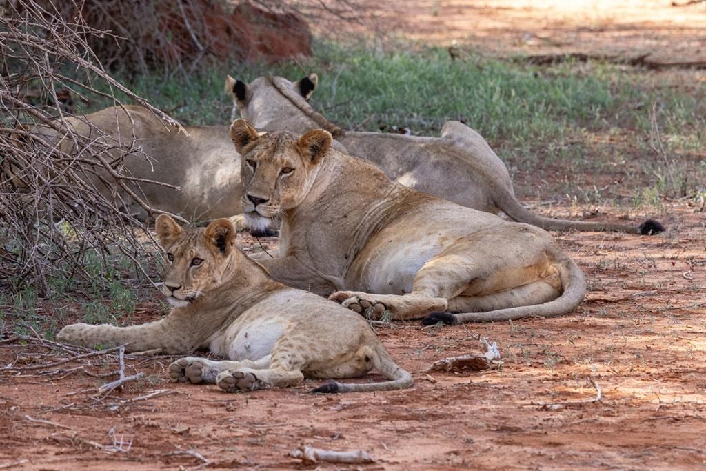 Safari Tsavo, Lac Naivasha et Amboseli 3* pas cher photo 18