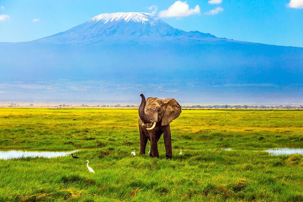 Combiné Safari Kenya : Tsavo, Naivasha, Lac Naivasha et Amboseli 3*-4* et Hôtel Leopard Beach Resort pas cher photo 3