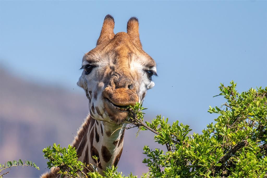 Safari De la Vallée du Grand Rift à Masai Mara 4* pas cher photo 10