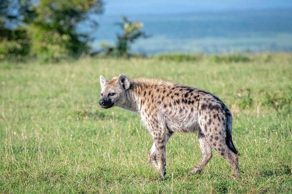 Safari De la Vallée du Grand Rift à Masai Mara 4* pas cher photo 11