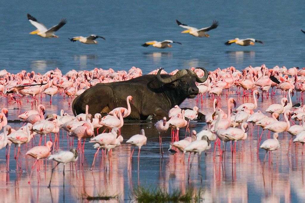 Safari De la Vallée du Grand Rift à Masai Mara 4* pas cher photo 12