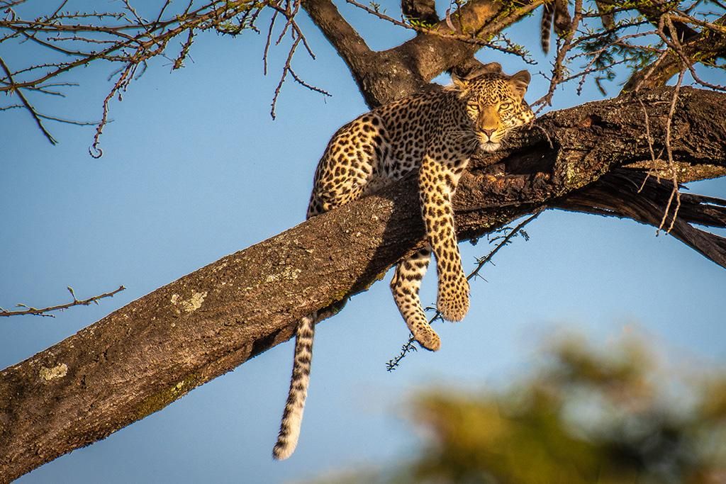 Safari De la Vallée du Grand Rift à Masai Mara 4* pas cher photo 14