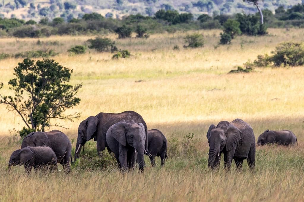 Safari De la Vallée du Grand Rift à Masai Mara 4* pas cher photo 16
