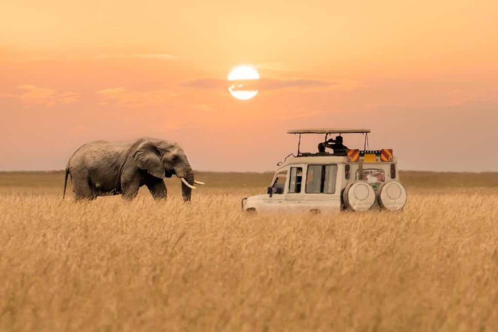 Safari Inoubliable au Kenya : Masai Mara, Naivasha et Amboseli 4*-5* pas cher photo 6