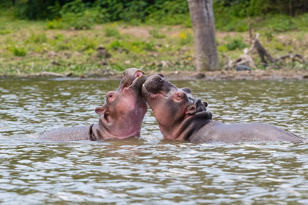 Safari Inoubliable au Kenya : Masai Mara, Naivasha et Amboseli 4*-5* pas cher photo 10