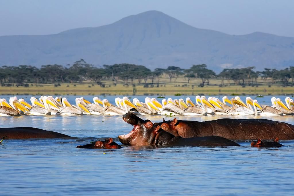 Combiné Safari Inoubliable au Kenya Masai Mara, Naivasha et Amboseli 4*-5* et Ôclub Experience Hôtel pas cher photo 7