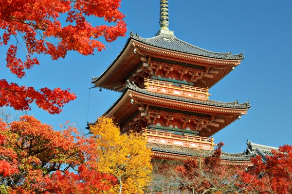 Circuit Capitales Enchantées en Liberté & Ryokan, de Tokyo à Kyoto pas cher photo 8