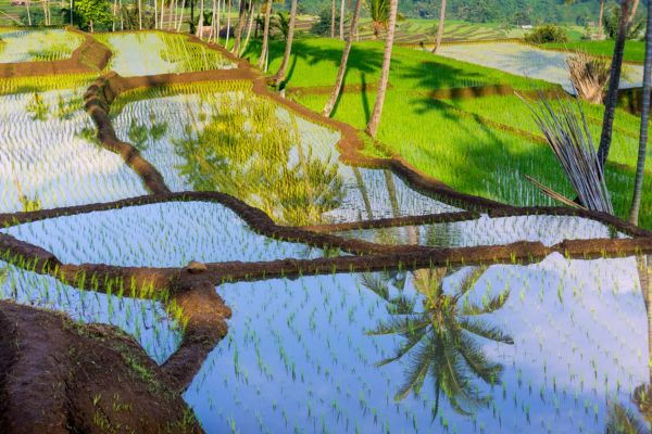 Circuit Magie de Bali et Lombok en Liberté et Privatif Charme 4* pas cher photo 2