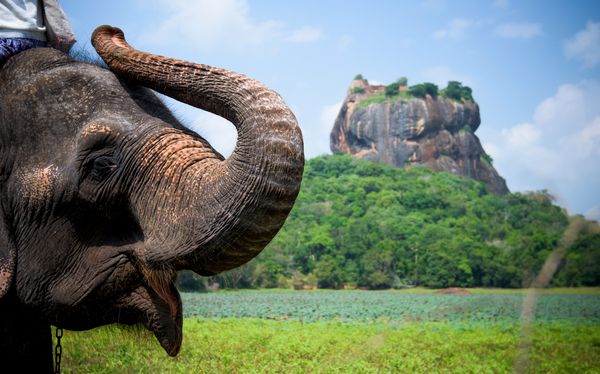 Circuit Le Royaume des Eléphants et plage en privatif pas cher photo 12