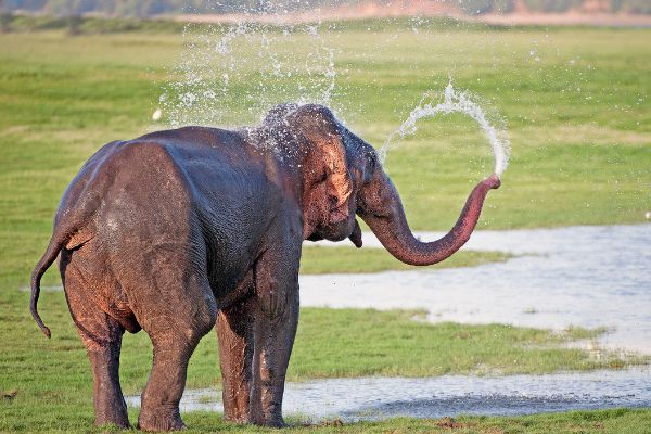 Circuit Le Royaume des Eléphants et plage en privatif pas cher photo 16