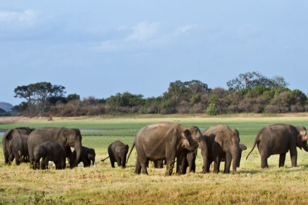 Circuit Le Royaume des Eléphants et plage en privatif pas cher photo 21