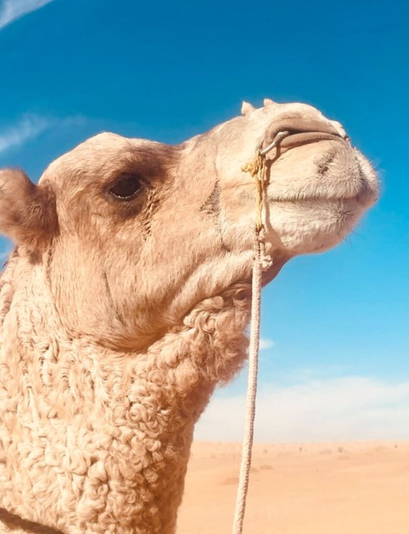 Circuit Désert Intense pas cher photo 7