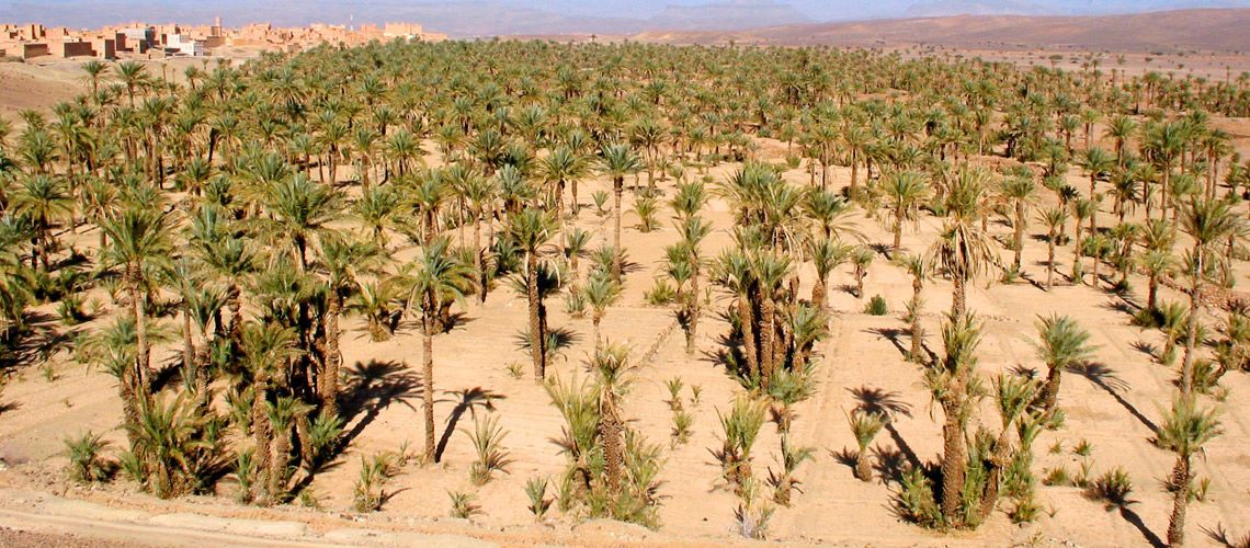 Combiné Grand Sud Marocain et Extension Iberostar Palmeraie 4* pas cher photo 14