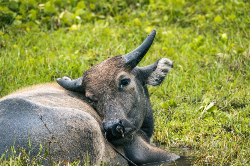 Circuit Panorama d’Andaman & Extension Au Panan Krabi Resort 4* pas cher photo 5