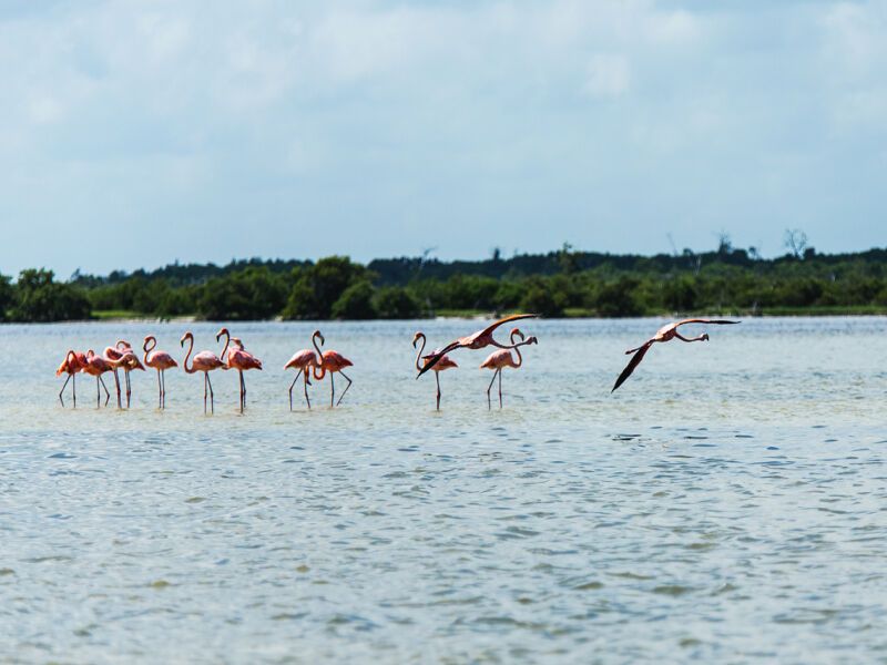 Autotour tour communautaire - De Cancun A Cancun pas cher photo 11