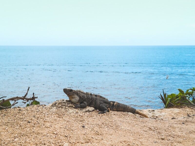 Circuit Balade Yucateque avec 4 nuits Playa del Carmen - De Cancun A Cancun pas cher photo 3