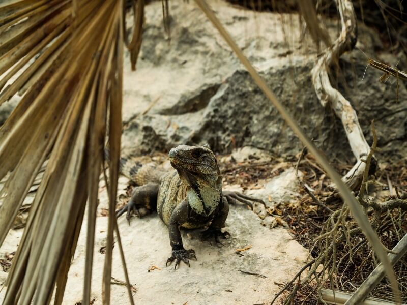 Circuit Mexique Magique 5 nuits plage Cancun - De Mexico city à Cancun pas cher photo 1
