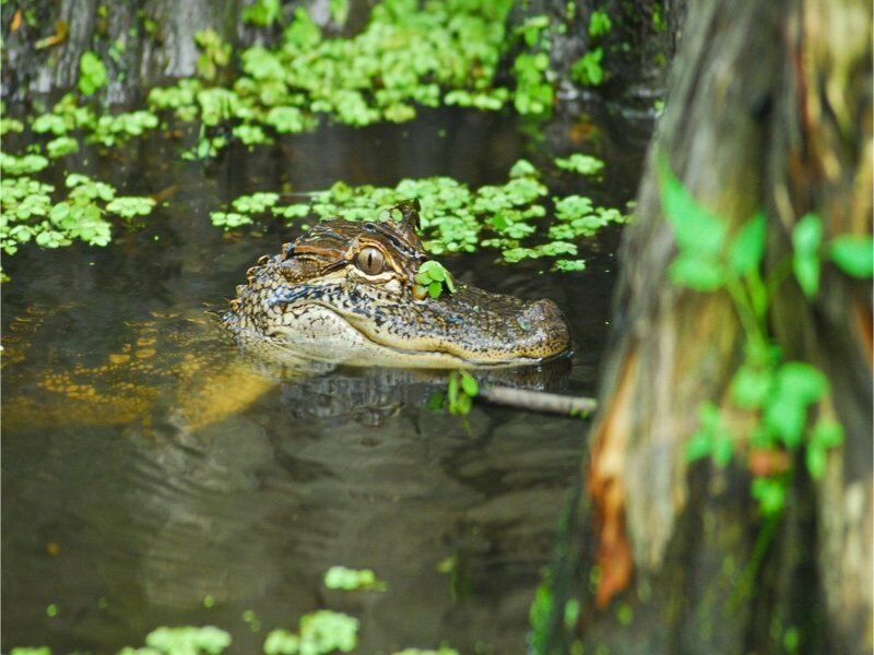 Autotour Louisiane - De La Nouvelle Orléans A La Nouvelles Orléans pas cher photo 8