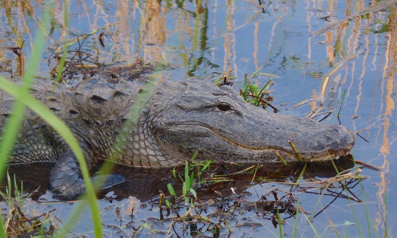 Circuit La Floride Authentique Avec Nuit à Key West pas cher photo 3