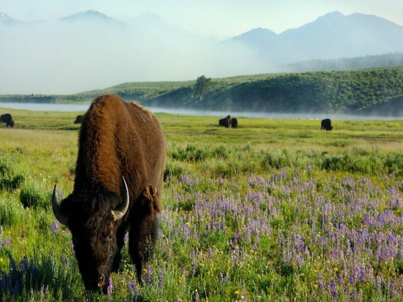 Autotour Rockies & Yellowstone XL BUD - De Denver A Las Vegas pas cher photo 10
