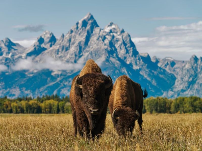 L'Essentiel Des Rocheuses Canadiennes Et Américaines pas cher photo 4