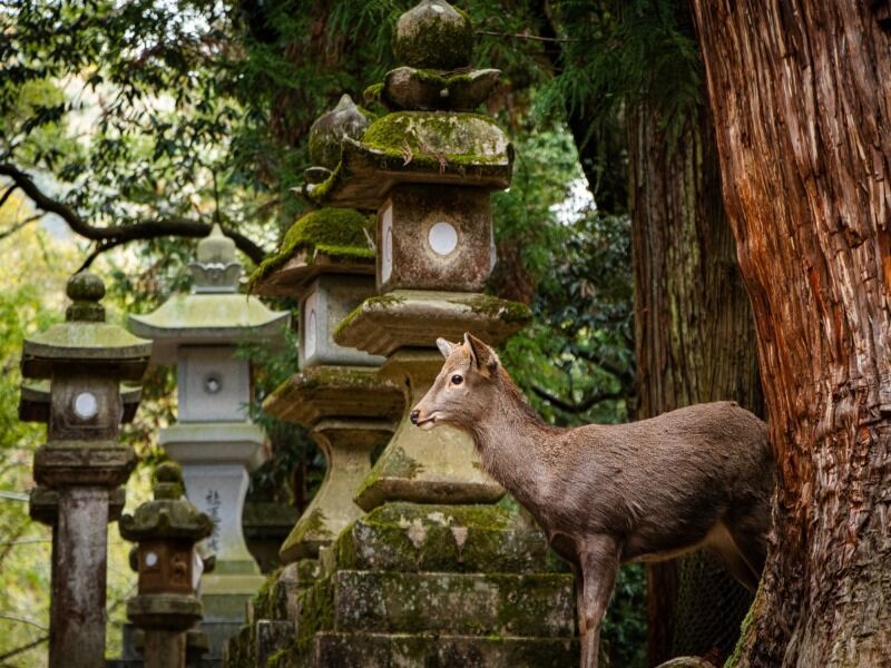 Circuit en liberté le Japon des sensations 3* pas cher photo 9