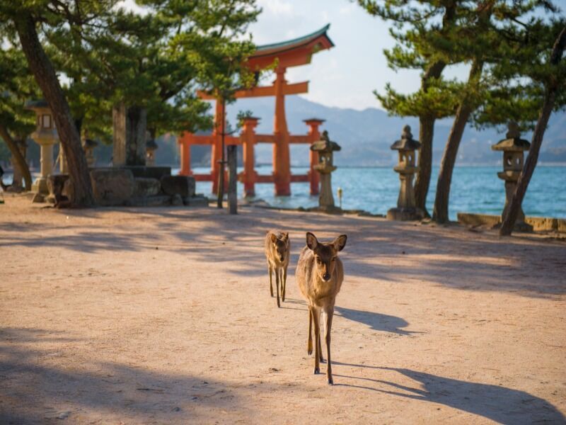Le Japon d'Est en Ouest en 4* pas cher photo 10