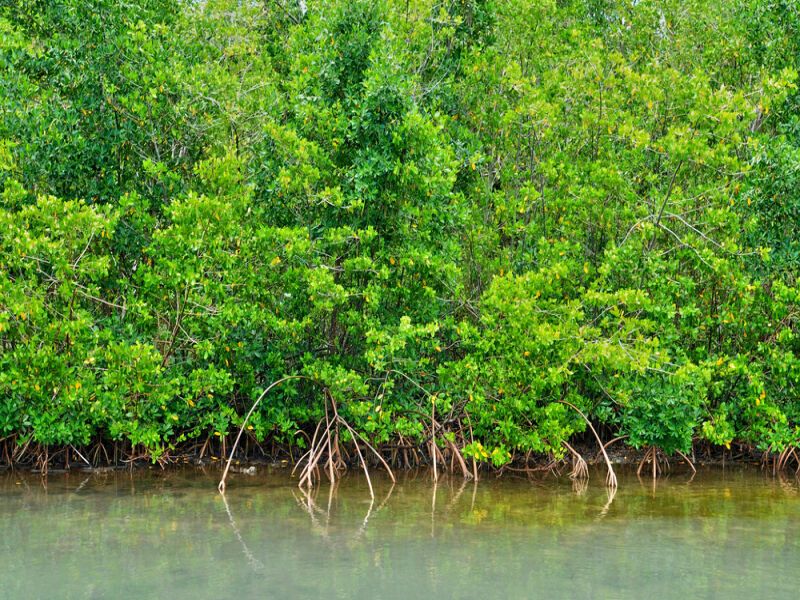 Autotour Les iles de Guadeloupe - De Point à Pitre A Pointe à Pitre pas cher photo 5
