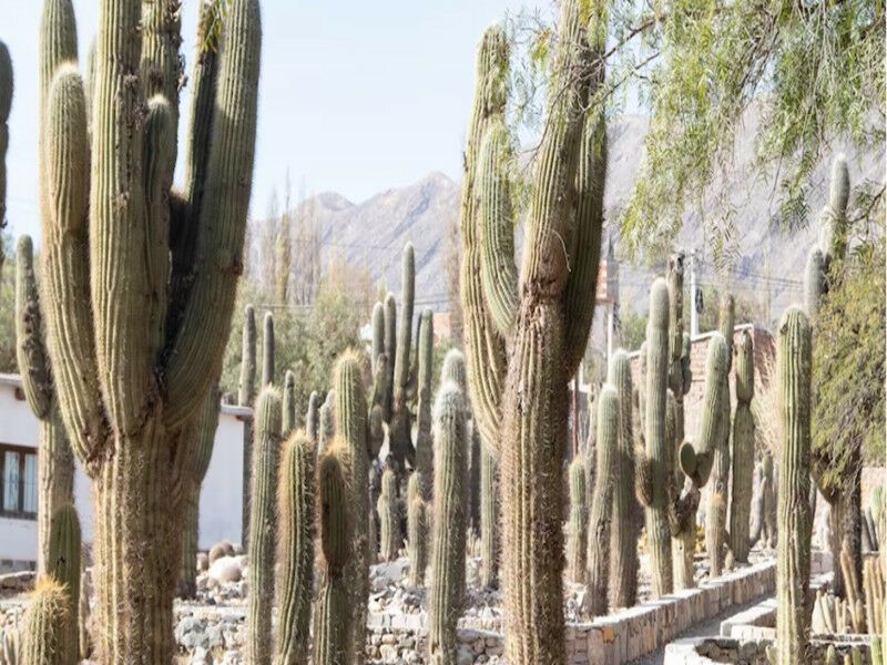 Circuit Voyage communautaire dans le Nord Ouest Argentin - De Buenos Aires A Buenos Aires pas cher photo 9