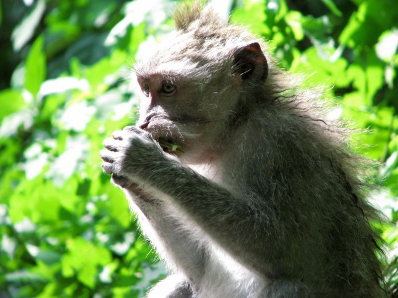 Circuit au Cœur de Bali et Extension Au Grand Mirage Resort Thalasso Bali 5* pas cher photo 9