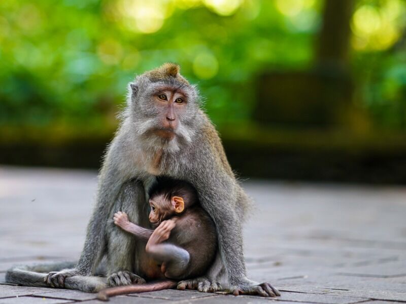 Circuit Les incontournables de Bali à Gili Air et Nusa Penida - De Denpasar à Denpasar pas cher photo 3