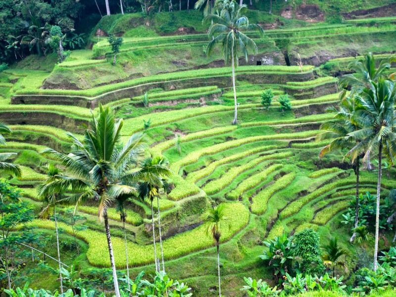 Circuit Les incontournables de Bali à Gili Air et Nusa Penida - De Denpasar à Denpasar pas cher photo 6