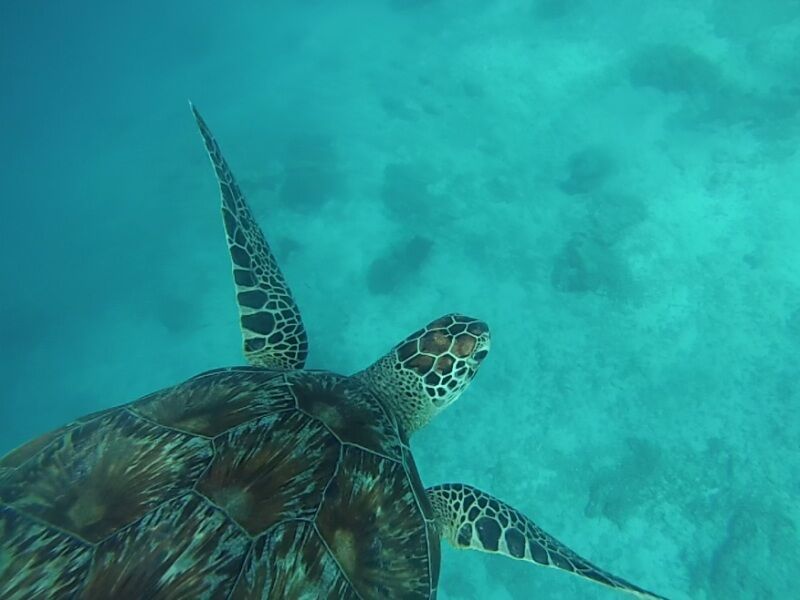 Circuit Les incontournables de Bali à Gili Air et Nusa Penida - De Denpasar à Denpasar pas cher photo 9