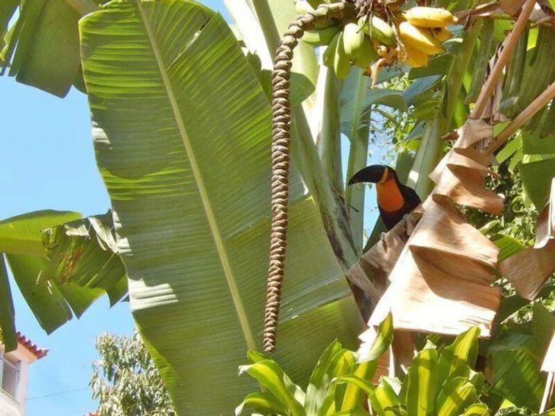 Circuit Privé Voyage Ecoresponsable sur la Costa Verde - De Rio de Janeiro à Sao Paulo pas cher photo 3