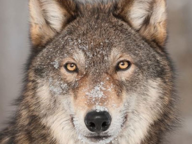 Autotour Classic Québec (8 nuits) pas cher photo 7