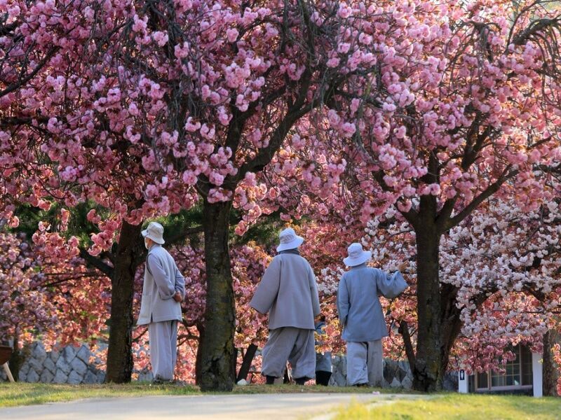 Circuit en liberté Corée intemporelle pas cher photo 6