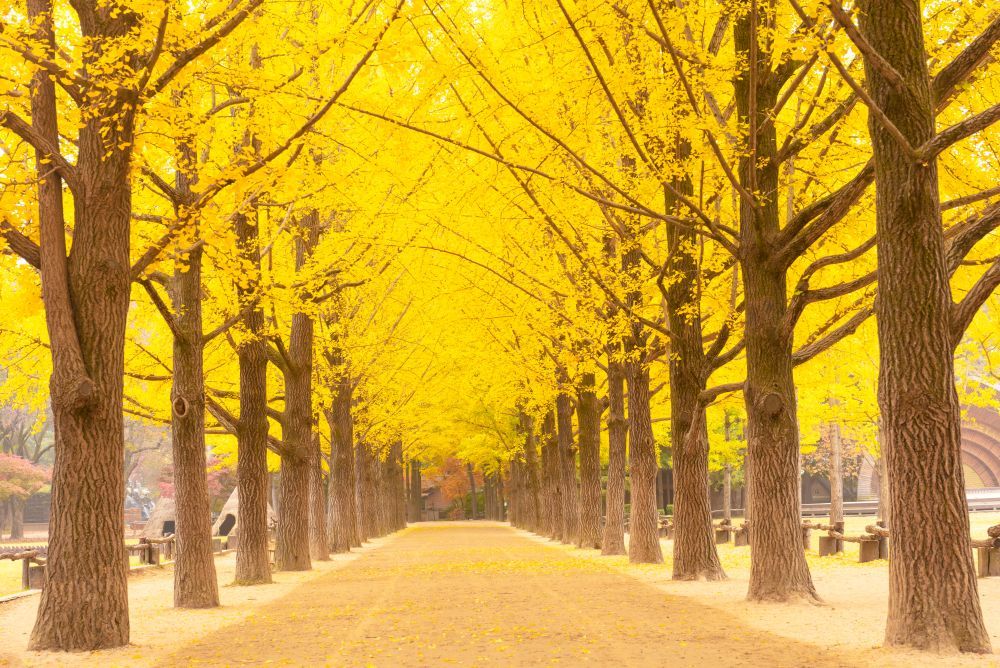 Circuit séjour Séoul en 3* avec activités incluses - 8 nuits pas cher photo 2