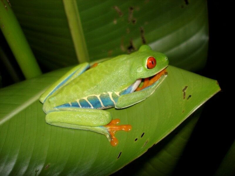 Circuit Jungles Et Forets 8 nuits - De San José A San José pas cher photo 1