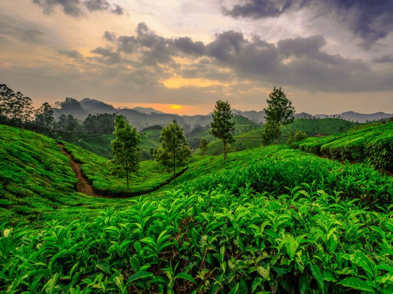 Circuit Immersion au Kerala pas cher photo 6