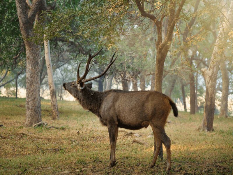 Circuit Immersion au Kerala pas cher photo 10