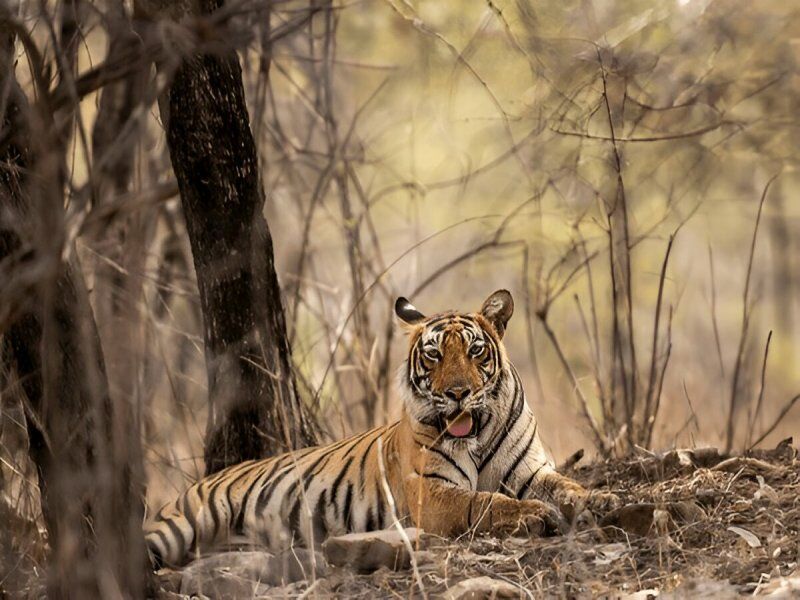 Circuit Privé Taj Mahal, Palais et Villages du Rajasthan pas cher photo 2
