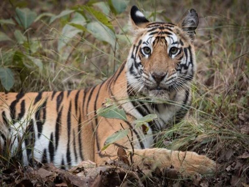 Circuit Privé Taj Mahal, Palais et Villages du Rajasthan pas cher photo 4