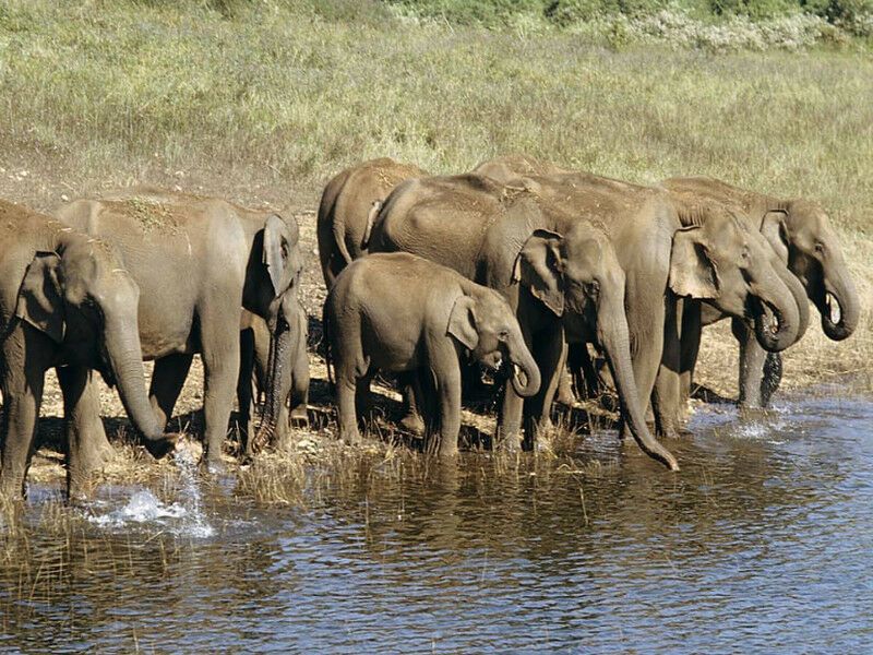 Des Dieux et des Épices - Inde du Sud - De Chennai A Cochin pas cher photo 9