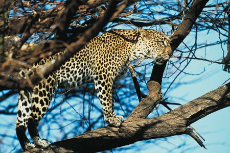 Safari Tsavo East et Séjour au AHG Lion Beach Resort 4*nl pas cher photo 2