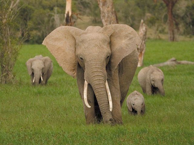 Safari Tsavo East 1N & Séjour au Crystal Bay Resort 4*sup pas cher photo 2